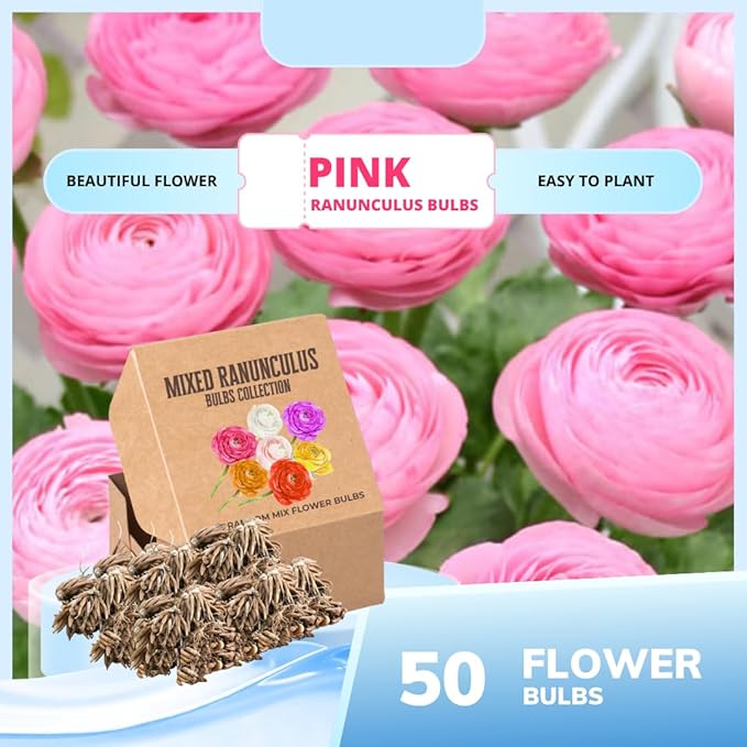Set 50 Ranunculus Bulbs for Planting, Picotee Pink Ranunculus Corms Bulk, Butterfly Ranunculus Flowers Bulbs Spring Fall, Peony Buttercup Ranunculus