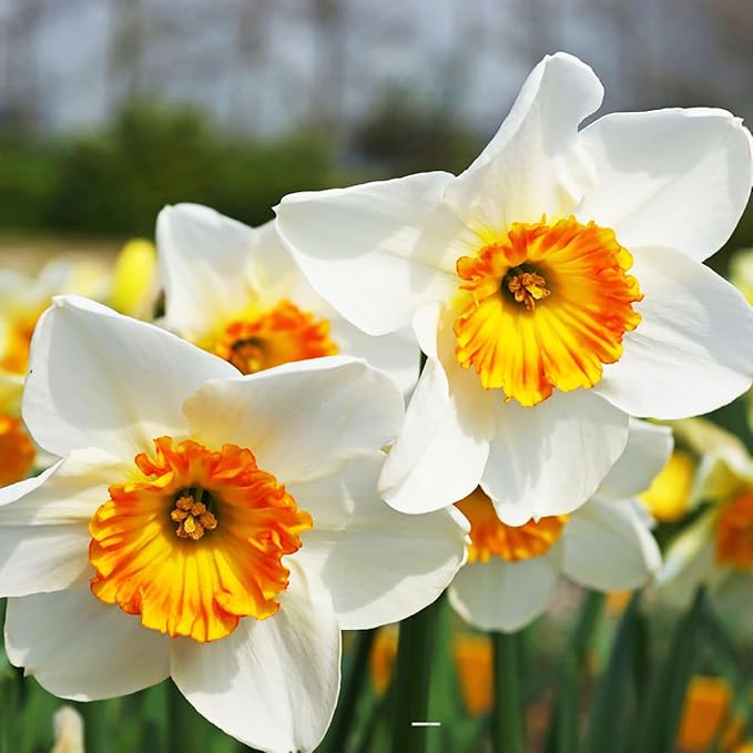 10 Jersey Lace Narcissus Bulbs - Top Size
