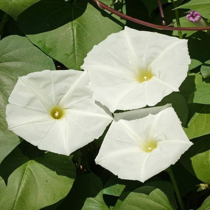Outsidepride Ipomoea Alba Moonflower Seeds – 100 Pcs Annual, Vining Flower Seeds for Planting, Fragrant Night-Blooming Climbers for Trellises, Moon Gardens, Night Pollinators & Outdoor Landscapes
