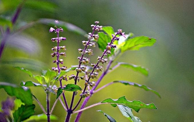 CEMEHA SEEDS - Seeds Ornamental Holy Basil Tulsi Thai Indoor Green Non GMO Herbs for Planting