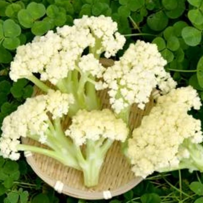 Set 3 Cauliflower Plants Live, Cauliflower Live Plants, 4 Inc Pot, Ready to Grow Vegetable Plants for Garden