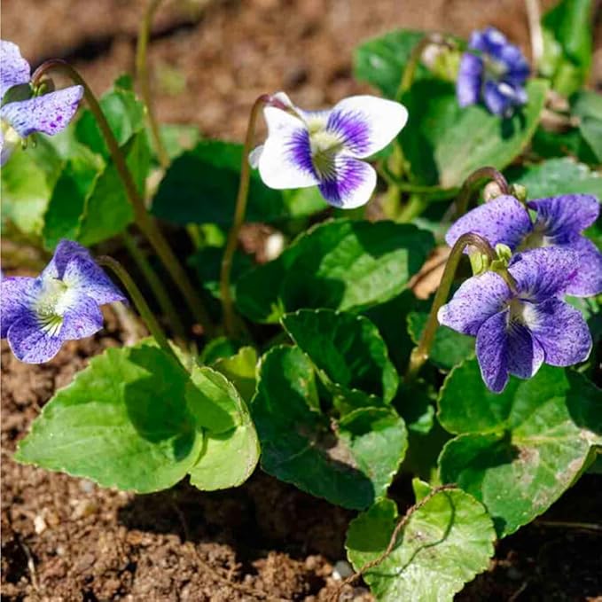 Mixrug 1000+ Viola Seeds -Sweet Violet Flower Seeds for Planting Outdoors,Perennial Viola Violets Flower Seed Non-GMO Fragrant Attract Butterflies & Open Pollinated for Home Garden