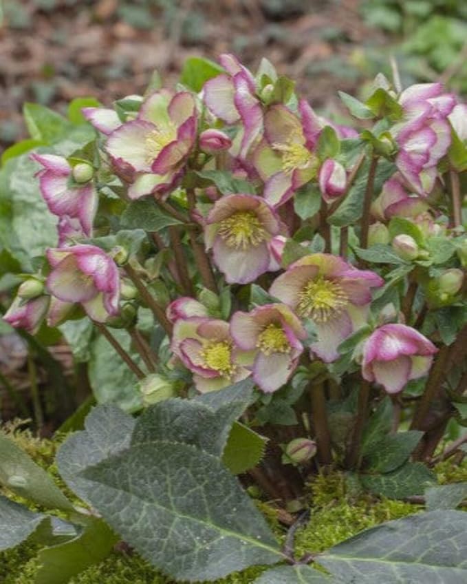 Perennial Farm Helleborus Frostkiss Cherisa® – Live Lenten Rose in #1 Container, Rose-Pink Blooms with Marbled Evergreen Foliage, Early Spring Color, Shade Loving, Deer Resistant, Great for Gardens