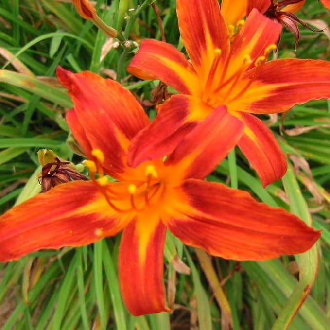 Set 10 Orange Daylily Bulbs for Planting, Hardy Perennial Lily Roots for Colorful Summer Blooms