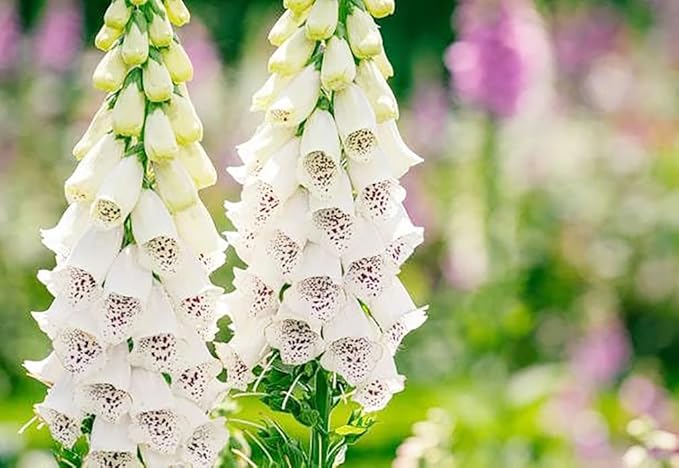 Foxglove Seeds - Common Foxglove Wildflower - Digitalis Purpurea - Approximately 10,000 Fine Seeds