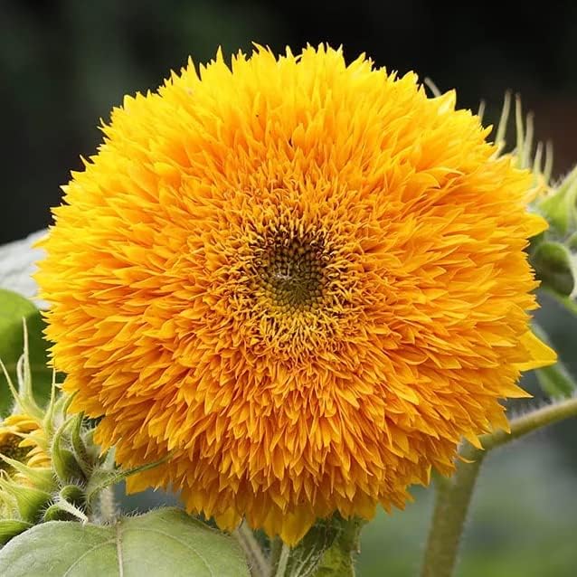 Giant Teddy Bear Sunflower Seeds - Deer Resistant - Attracts Butterflies and Bees