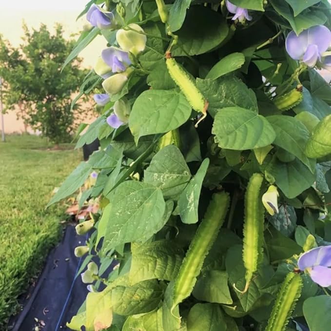 15PCS Winged Bean Seeds Dragon Bean Asparagus Sigarilyas Tropical Vegetable Seeds