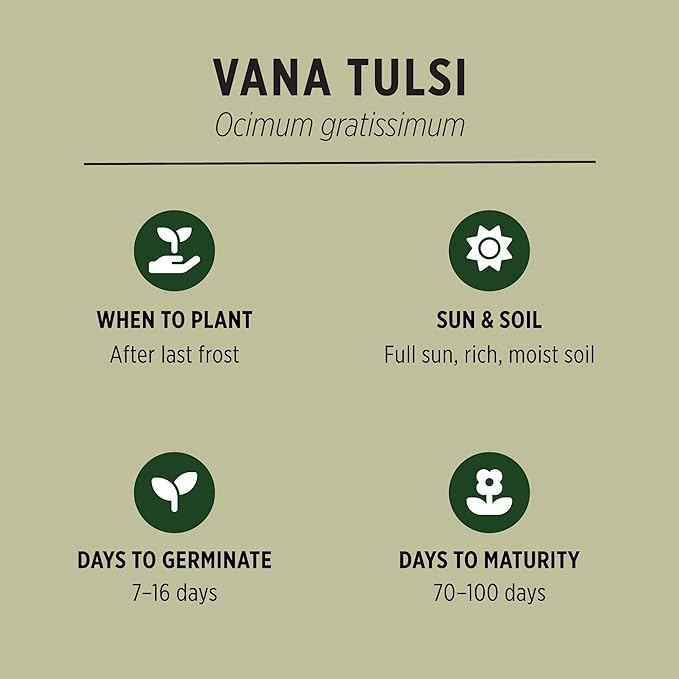 Banyan Botanicals Vana Tulsi Seed Packets – Ocimum Gratissimum – Organic Vana Tulsi Seeds for Cooking, Tea, and Herbal Preparations – 50 Count – Open Pollinated Non-GMO Easy to Grow