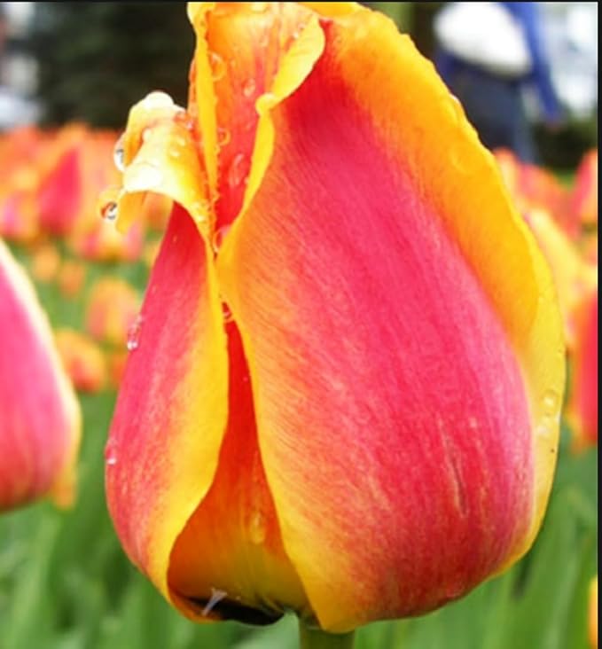Tulipa Fringed Mixture Tulip Bulbs Size 11/12 for Planting - Plant in Fall, Winter or Early Spring (Apeldoorn's Elite, 15, Count)