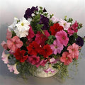 Supercascade Petunia Series Mix ~100 Seeds – Large Blooms for Hanging Baskets, Containers & Beds – Annual Flower, Non-GMO, Easy to Grow – Full Sun – Garden Color Mix