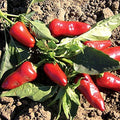 Park Seed Fresno Chili Pepper Seeds – Mild to Medium Heat (5,000–10,000 Scovilles), High-Yielding 2-Inch Glossy Fruits, Great for Fresh Use, Stuffing, Pickling, and Sautéing – Pack of 25 Seeds