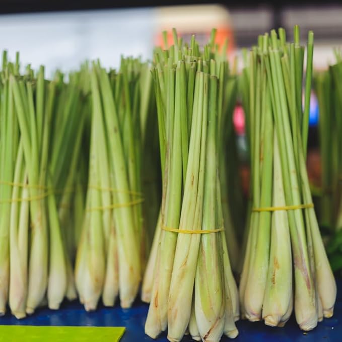 Lemongrass Live Plants, Lemongrass Plants Live, Lemon Grass Live Plant, Well Rooted Lemongrass Herb Seedling for Outdoor Growing, 4 to 6 Inches Tall (Set 2)
