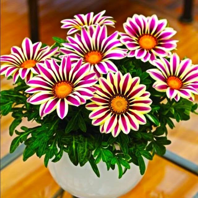 Showy Gazania Flower Mix Perennial 100+ Seeds for Planting Non-GMO Treasure Flower African Daisy