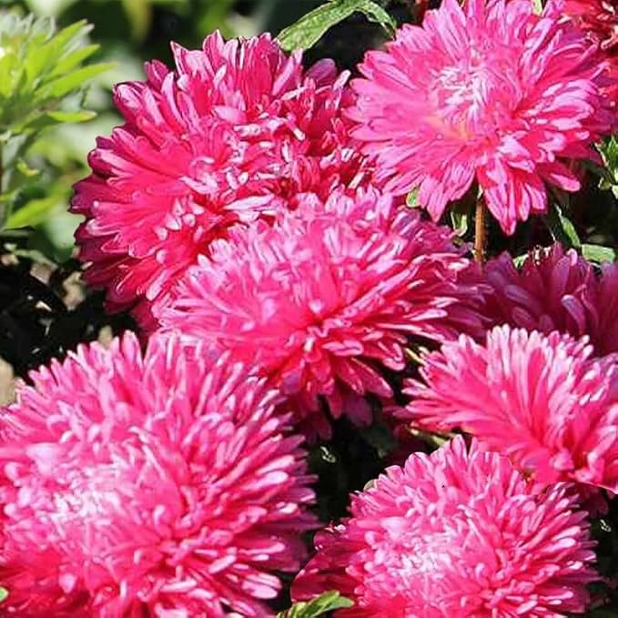 Outsidepride Gremlin Aster Seeds - 2000 Pcs. Annual, Hardy & Pollinator Friendly Flower Seeds for Planting Vibrant Dark Rose Blooms and Oval-Shaped Leaves, Great for Meadows & Aesthetic Gardens