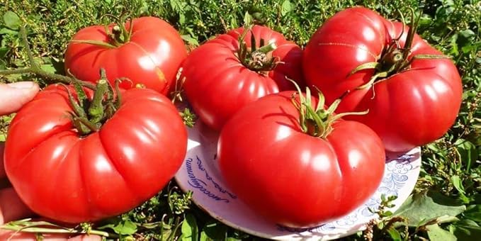 CEMEHA SEEDS - Seeds Giant Beefsteak Tomato Bear Paw Indeterminate Non GMO Vegetable for Planting