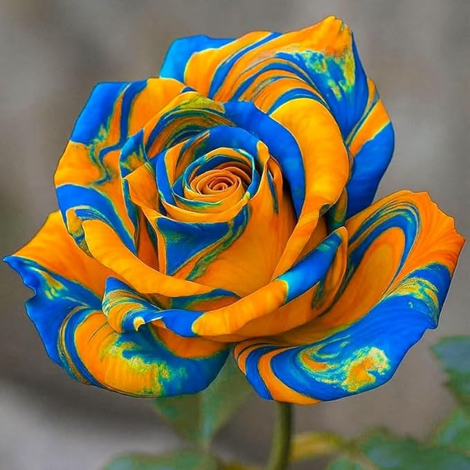 25+ Mix Rainbow Rose Seeds for Planting-for a Multicolored Garden