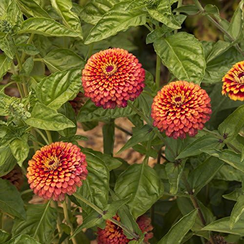 Park Seed Zinnia Seeds, Planting Flowers, Easy to Grow, Non-GMO, Perfect for Spring Garden, Crouching Tiger, Pack of 50