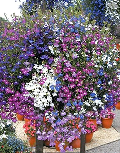 KIRA SEEDS - Seeds Lobelia Сascade Mix - Annual Flowers for Planting - GMO Free