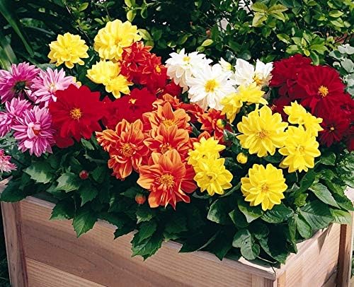 KIRA SEEDS - Seeds Double Dahlia Mix - Annual Flowers for Planting - GMO Free