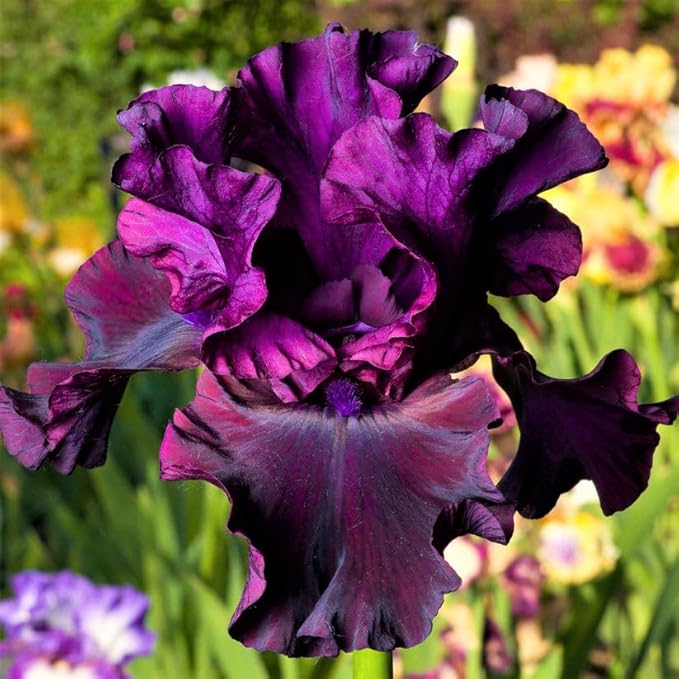 Ozark Rebounder Re-Blooming Bearded Iris Flower Rhizome - Grows Year After Year - Perennial, Fragrant & Great for Cut Floral Arrangements - Easy to Grow Fall Planting Bulbs by Willard & May