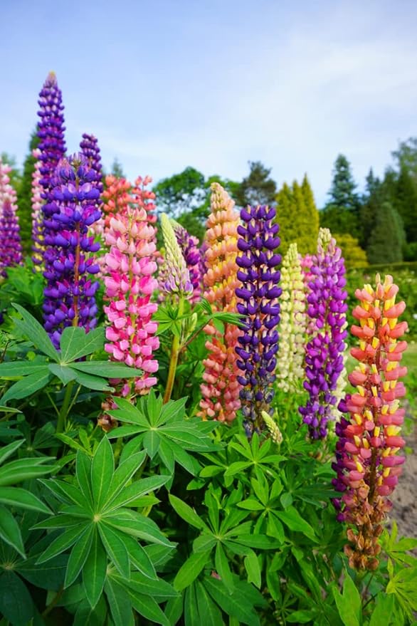 25 Russell Lupine Mixed Seeds - Colorful Perennial Wildflowers