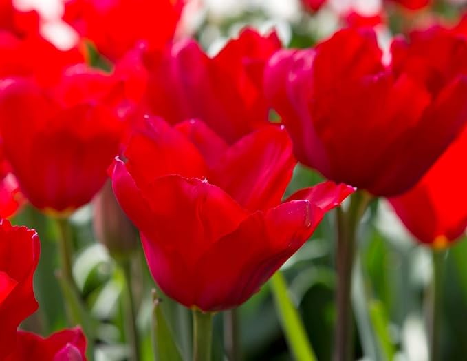 Tulipa Fringed Mixture Tulip Bulbs Size 11/12 for Planting - Plant in Fall, Winter or Early Spring (Red Emperor, 15, Count)