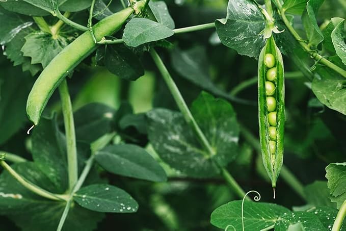 Food Plot Seeds for Planting - Grow Food for Deer, Turkey, Elk, Phesants, Quail and Other Wild Game (Forage Peas - 8 Oz.)
