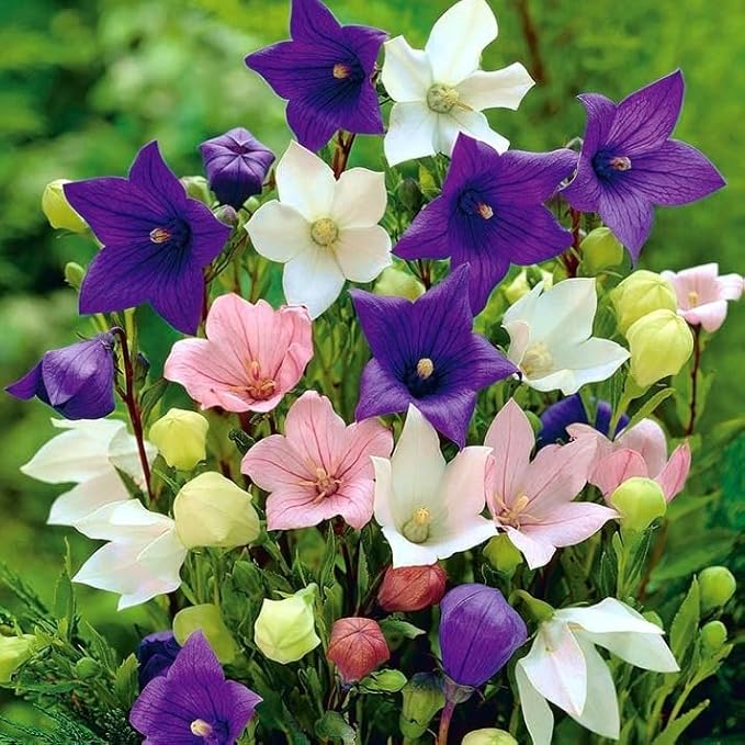 Balloonflower Mix Seeds – Perennial Flower (Platycodon grandiflorus) | Unique Balloon-Shaped Buds, Colorful Blooms in Blue, Pink & White