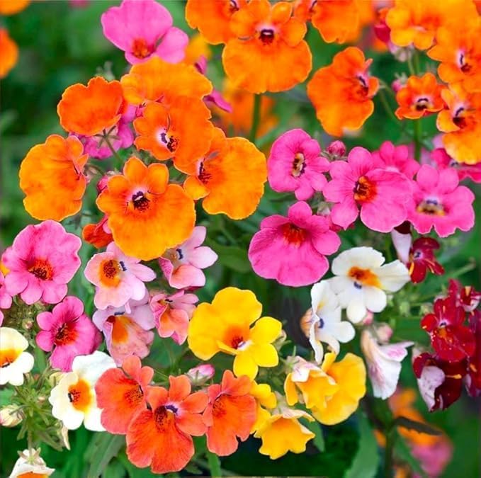 300pcs Nemesia Galaxy Flower Seeds for Planting - Vibrant Color Mix, Long Blooming Season, Compact & Fragrant, Attracts Butterflies, Perfect for Pots, Borders, Garden Beds, DIY Floral Displays