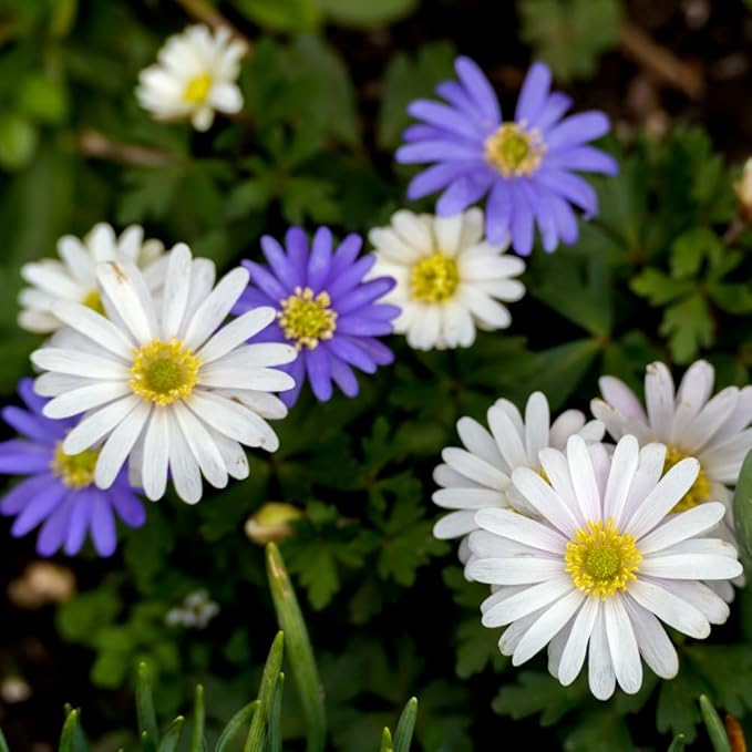 Amazing Rock Garden Flower Collection – 55 Bulbs | Mixed Colors (Pink, Purple, White, Blue) Spring Bloomers – Easy to Grow Perennial | Partial Sun to Shade – Zones 3‑8 - Attracts Butterflies & Bees