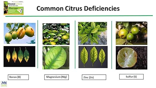 for Citrus Trees, Citrus Tree fetilizer Spike. Essential Nutrient Spike specifically formulated to Feed and fertilize All Types of Citrus Trees and Address Common Deficiencies., 93307