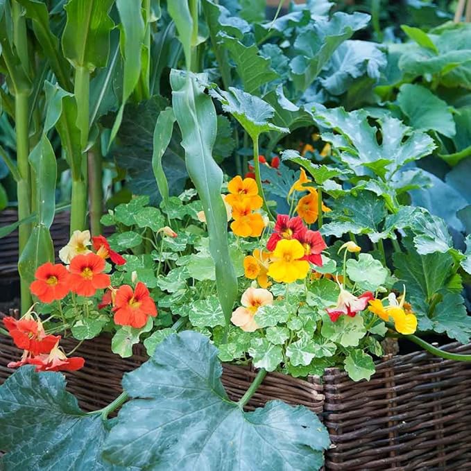 Eden Brothers Nasturtium Seeds - Alaska Mix Non-GMO Seeds for Planting, 1 Ounce | Low-Maintenance Flower Seeds, Plant During Spring Season, Zones 1, 10, 2, 3, 4, 5, 6, 7, 8, 9