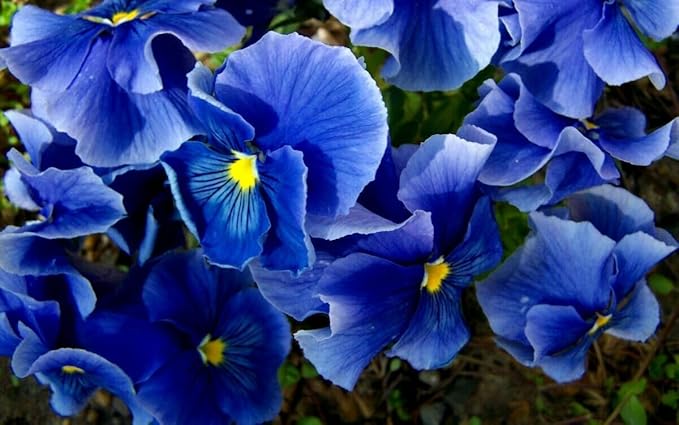 Viola Pansy Mars Helen Seeds Mixed Flower Perennial Garden Biennial Flowers Garden Non-GMO Viola Wittrockian Pensee Mix 100pcs