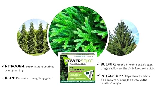 Power Spike for EVERGREENS, Fertilizer Spike. Essential Nutrient Spike Fortified with Iron to Feed All Types of evergreens and Address Common Deficiencies (30 Spikes - 9.6 lbs) (30)