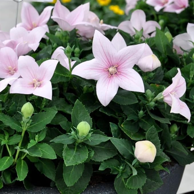 Seeds Pink Balloon Flower Platycodon Chinese Bellflower Perennial Flowers