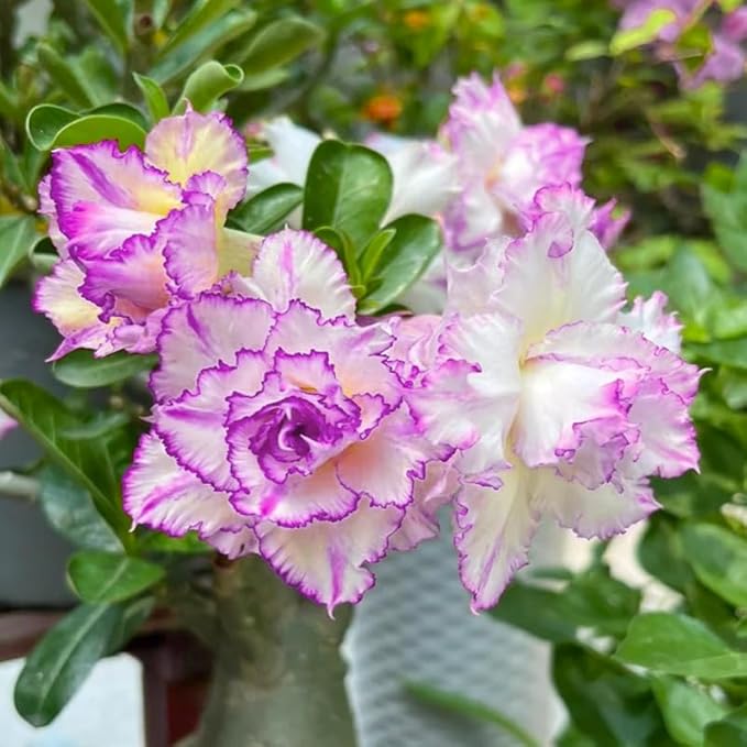 5Pcs-Perennial Desert Rose Seeds for Planting in Home Garden-Drought-Tolerant Ornamental