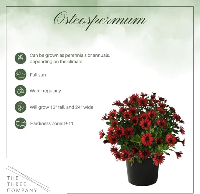 Live Flowering Osteospermum Plant - Red (3 Plants Per Pack) - Beautiful African Daisies - Early Spring Color - 12" Tall by 5" Wide in 1 Qt Pot