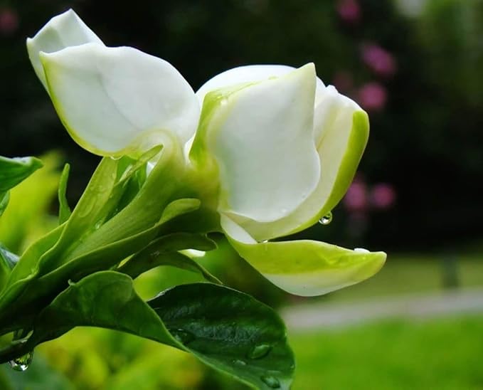 Gardenia jasminoides Seeds Cape Jasmine Common Gardenia White Bonsai Plants Flowers Home Garden 100pcs
