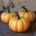 Pumpkin Seeds for Planting (10 Seeds) - Exotic and Hard to Find Pumpkin, Squash and Gourd Seeds - Vegetable Garden Seeds (Blaze - Mini)