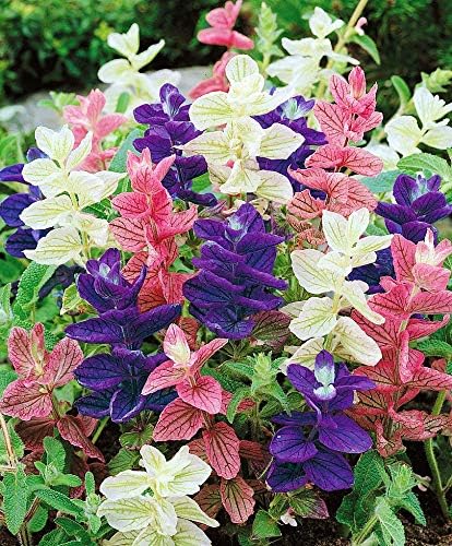 NIKA SEEDS - Seeds Flowers Clary Tricolor Mix Annual - 100 Seeds
