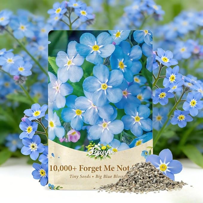 10,000+ Forget Me Not Seeds – Flower Seeds for Planting, Myosotis Perennial Garden Seeds, Easy to Grow Blue Wildflowers for Outdoor & Indoor, Pollinator Friendly, Memorial & Wedding Favor Flowers