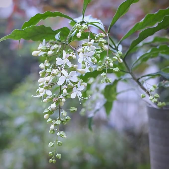 Climbing Weeping Jasmine Seeds for Planting, 300+pcs Fragrant Climber Jasmine Perennial Flower Seeds Plants, Heirloom Non-GMO Beauty Climbing Flowers for Home Garden Outdoors