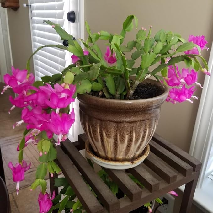 Purple Christmas Cactus Plants Live, Size 3-6" Christmas Cactus Plant, Colorful Holiday Houseplant Flowering Succulent Live Plants for Planting, Well Rooted, No Pot