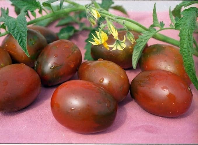 NIKA SEEDS - Seeds Vegetable Black De Barao Tomato - 40 Seeds