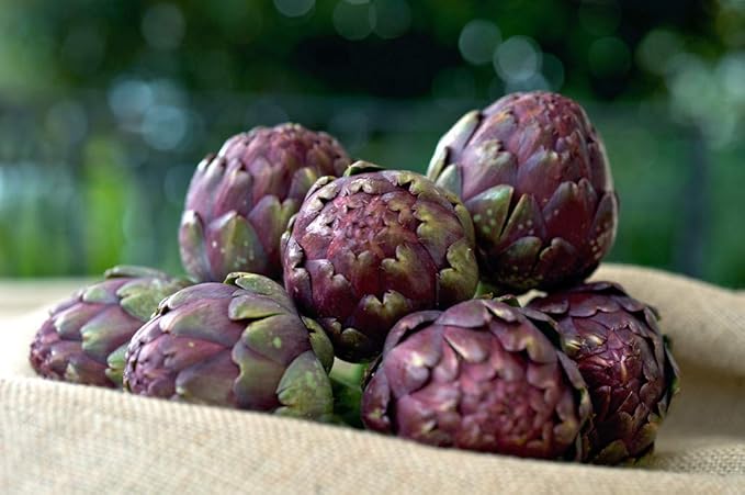 Seeds Purple of Romagna Globe Artichoke Vegetable for Planting Non GMO