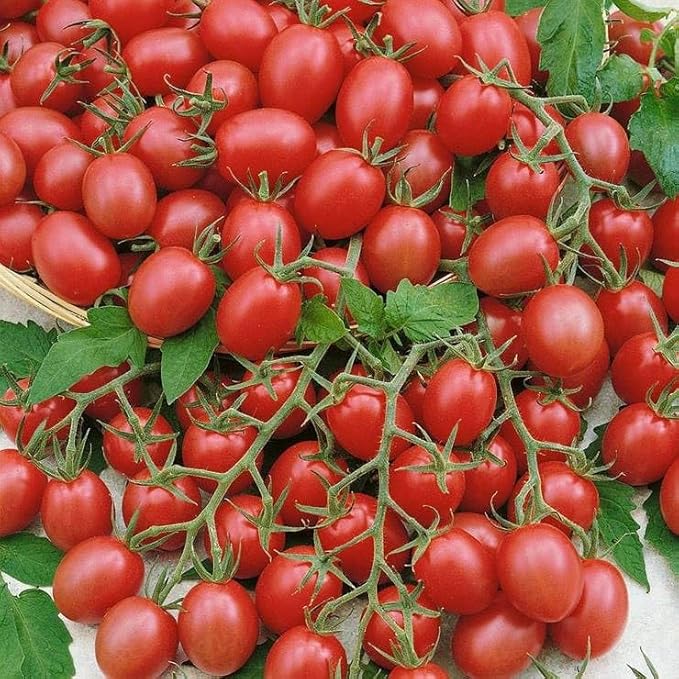 Park Seed Gum Drop Pink F1 Hybrid Cherry Tomato Seeds, Pack of 30 Seeds – 75 Days to Maturity, Sweet Flavor, Non-GMO, High Yield, Compact Semi-Determinant, Ideal for Gardens and Containers