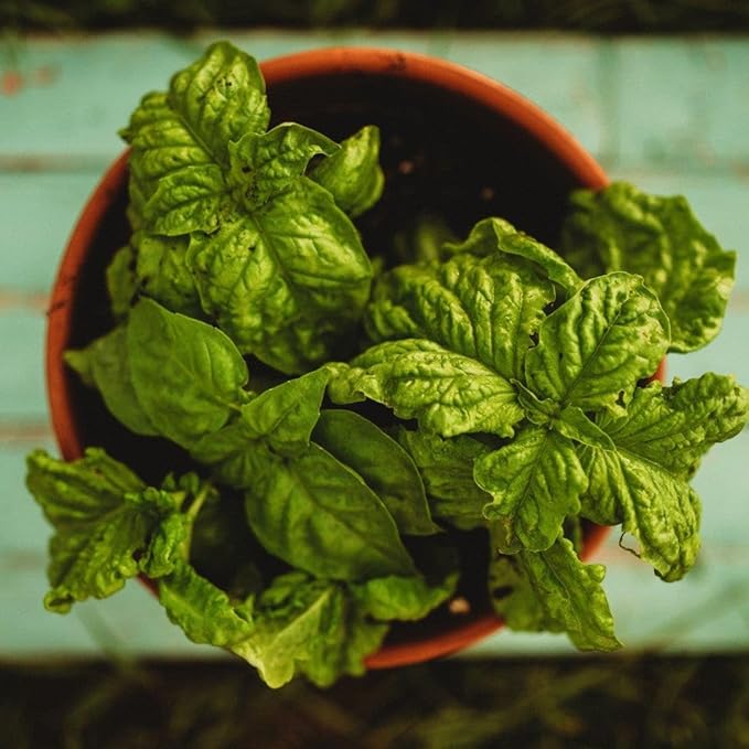Sweet Mammoth Basil - 250 Seeds - Lettuce Leaf Basil Variety, Large Basil Leaves Great for Pesto & Tomato Basil, Non-GMO Heirloom Basil Seeds for Planting in The Home Garden, Thresh Seed Company
