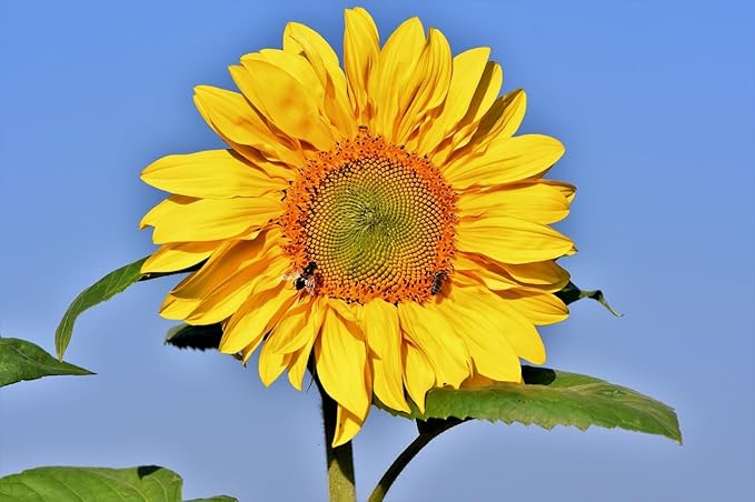 Black Duck Brand Set of Flower Seed Packets! Flower Seeds in Bulk - Great for Creating The Garden of Your Dreams! (50, Assorted Sunflower)