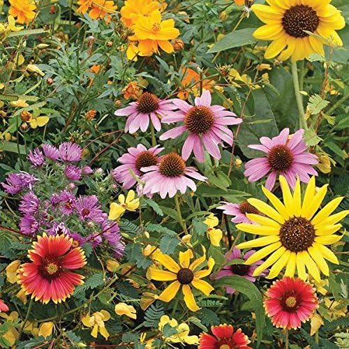 Wildflower Seed Mix, ASSORMENT of Perennial & Annual, 2 Ounce Package