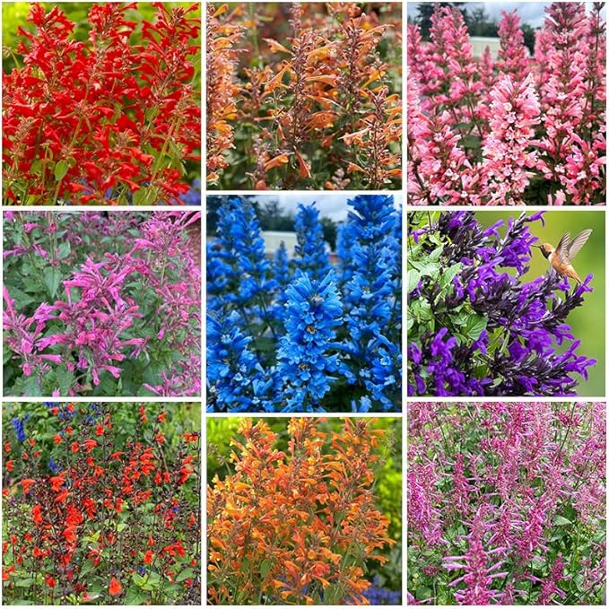 45Pcs Perennial Mix Hummingbird Mint Seeds for Planting- Attracts Hummingbirds and Butterflies